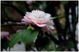 Apoliu Camellia 6