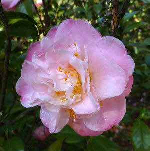 Camellia 'Mrs Lyman Clark'