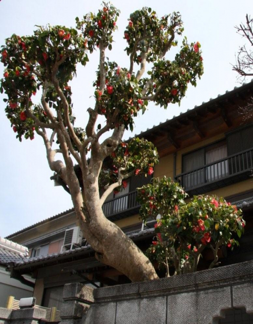 A well cared for ancient camellia extremely close to a house