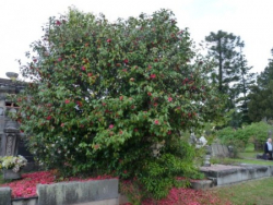 old camellia bush flowers above the crypt of a Chinese pioneer family 
