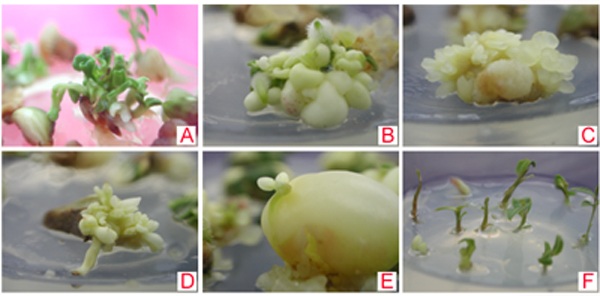 Somatic Embryogenesis and Plant Regeneration 