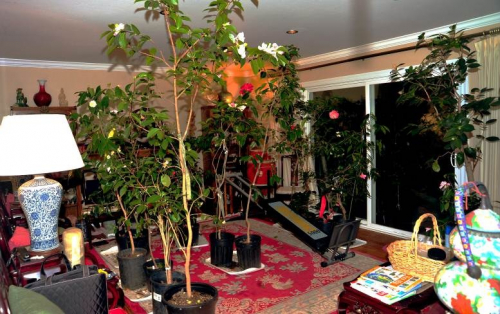 camellia pollination indoors