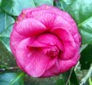 C.'Beni-Hyuga' C.'Beni-Hyuga'