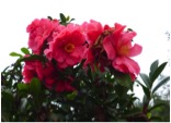 Apoliu Camellia 8