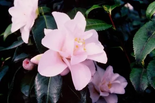 ‘Hagoromo’/’Magnoliiflora’ ‘Hagoromo’/’Magnoliiflora’