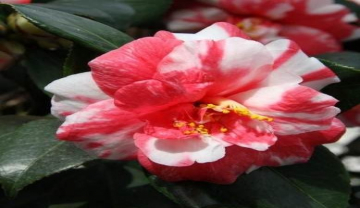 C.japonica.’Variegata’
