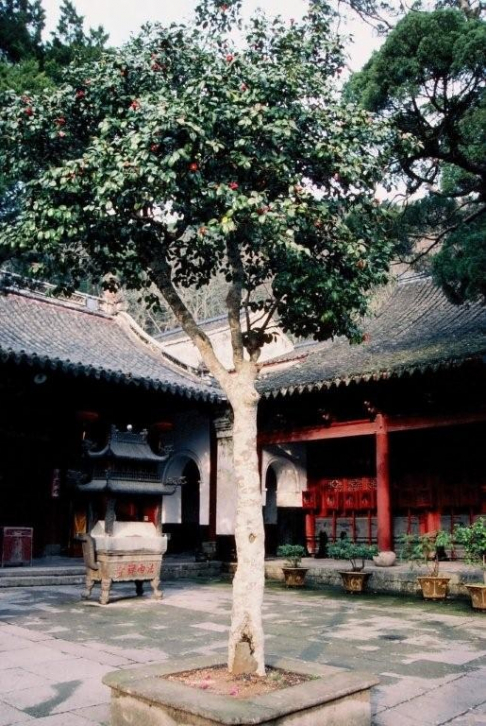 Camellia in temple courtyard on Putou island. China