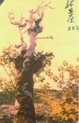 camellia tree in 1984