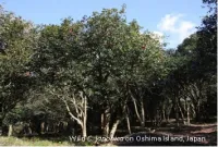 Wild C. japonica on Oshima Island, Japan