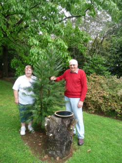 Robyn Bryce and Graeme Oke beside Australia’s famous Wollemi pine at Oke’s Camellia Garden