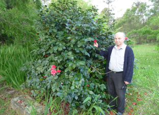 Silvio Torissi stands beside Australia’s last premium specimen of C. japonica ‘Colettii’ 