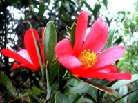 Camellia azalea