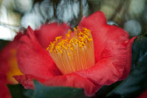 Camellia Camellia