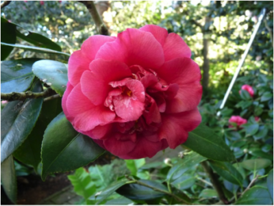 Camellia japonica Cassandra.png