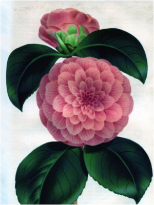 Camellia japonica Princeza Real
