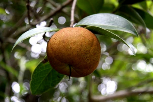 fruit in Heiniu Mountain 
