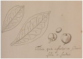 Drawing of the leaves and fruits of the ‘Tchia’ plant