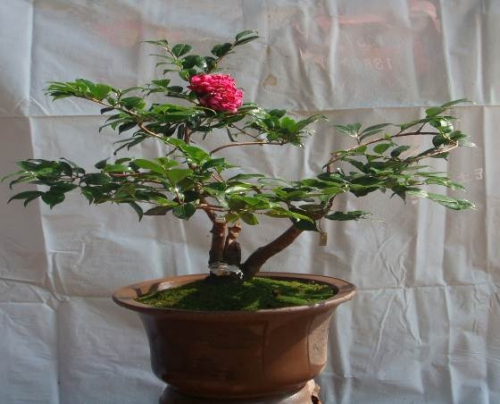 One of the bonsai camellias