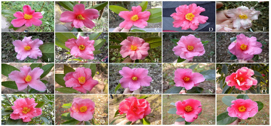 Flowers of wild Yunnan camellia at Mt. Zixi
