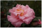 Apoliu Camellia 3