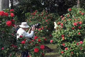 Lots of Red Camellias as well