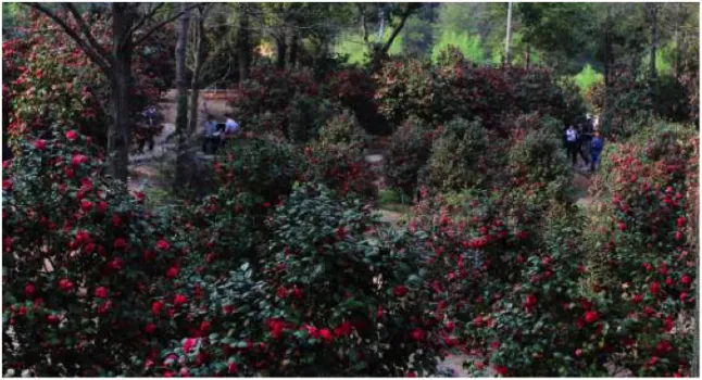 The Foding Camellia Garden in March