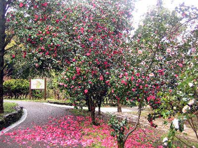 Kurume Garden