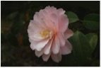 Apoliu Camellia 5