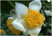 Apoliu Camellia 2