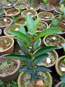 C.azalea seedling bred by CCCP