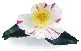 C. 'Kurume-kingyo'