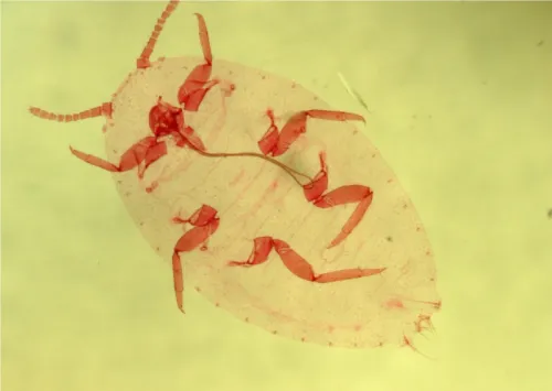 Planococcus citri: mounted female Planococcus citri: mounted female