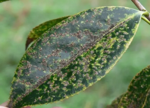 colony on camellia leaf  colony on camellia leaf