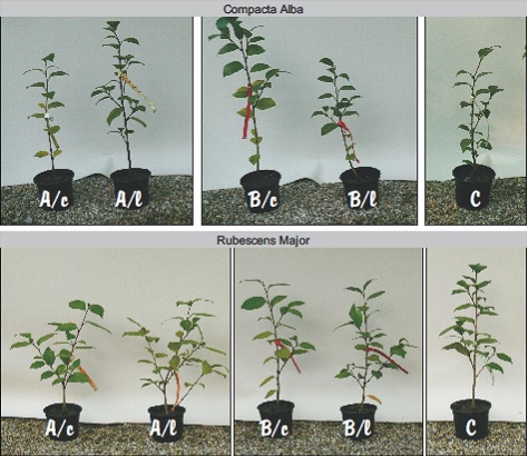 after one year of growth in three soils, unlimed or limed after one year of growth in three soils, unlimed or limed
