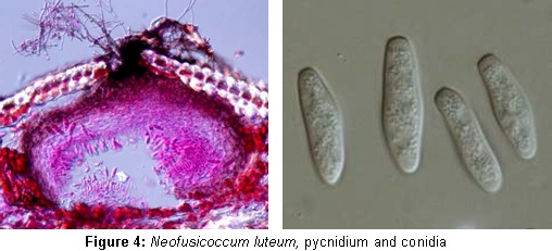 Neofusicoccum luteum, pycnidium and conidia Neofusicoccum luteum, pycnidium and conidia