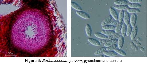 Neofusicoccum parvum, pycnidium and conidia Neofusicoccum parvum, pycnidium and conidia
