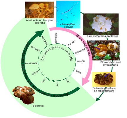 Ciborinia camelliae life cycle  Ciborinia camelliae life cycle