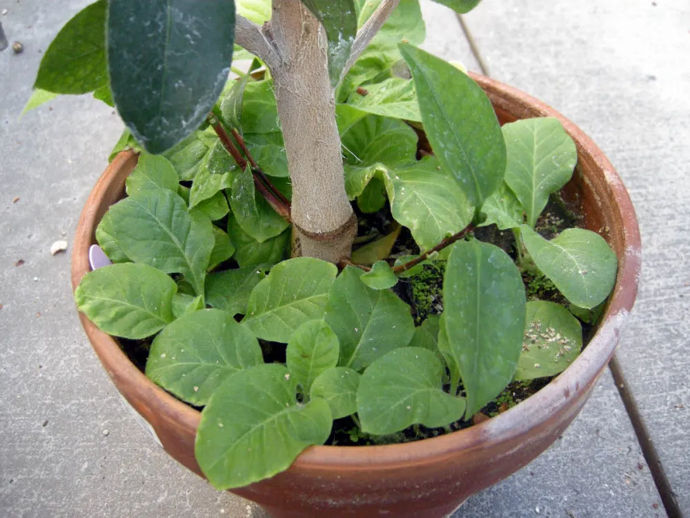 detected easily by using young tobacco seedlings as a trap plant. detected easily by using young tobacco seedlings as a trap plant.