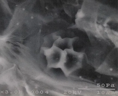 A resting spore of Olpisium sp. A resting spore of Olpisium sp.