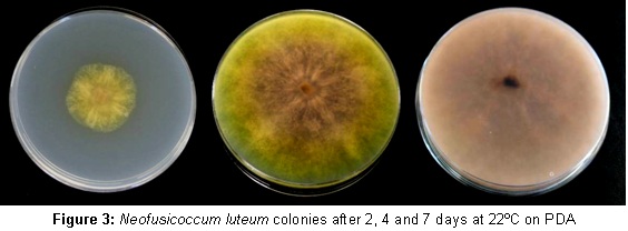 Neofusicoccum luteum colonies  Neofusicoccum luteum colonies
