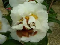 camellia petal blight petal blight on camellias