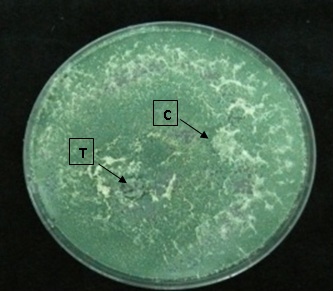 Dual culture of Trichoderma asperellum  Dual culture of Trichoderma asperellum