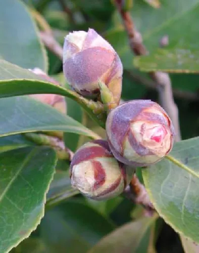 Fig 7b