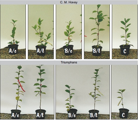 after one year of growth in three soils, unlimed or limed after one year of growth in three soils, unlimed or limed