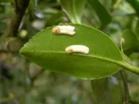 scale insects on camellias  scale insects on camellias