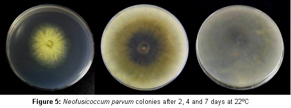 Neofusicoccum parvum colonies 