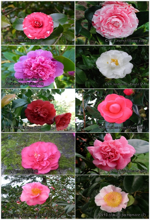 Flowers of the ten cultivars 