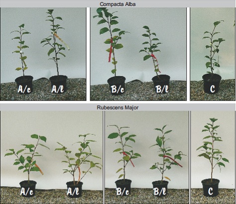 after one year of growth in three soils, unlimed or limed