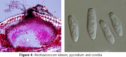 Neofusicoccum luteum, pycnidium and conidia