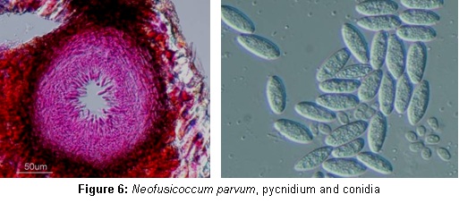 Neofusicoccum parvum, pycnidium and conidia